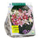Baltus - Bollen Lilium Oriental mix 3 stuks