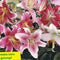 Baltus - Bollen Lilium Oriental mix 3 stuks