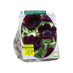 Baltus - Bollen Anemone Coronaria Bordeaux 7 stuks