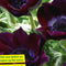 Baltus - Bollen Anemone Coronaria Bordeaux 7 stuks