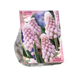 Baltus - Bollen Muscari Pink Sunrise 7 stuks