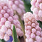 Baltus - Bollen Muscari Pink Sunrise 7 stuks