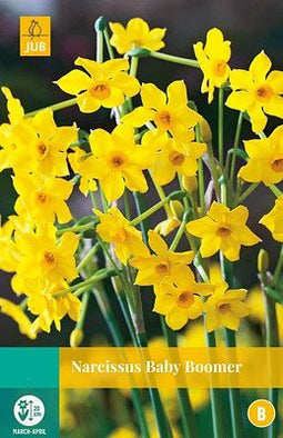JUB - Narcissus Baby Boomer