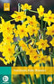 JUB - Narcissus Baby Boomer
