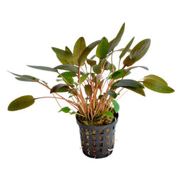 Levende aquariumplant Cryptocoryne wendtii bruin 5 cm pot per 3 stuks