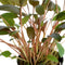 Levende aquariumplant Cryptocoryne wendtii bruin 5 cm pot per 3 stuks