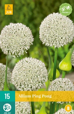 JUB - Allium Ping Pong