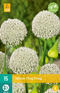 JUB - Allium Ping Pong