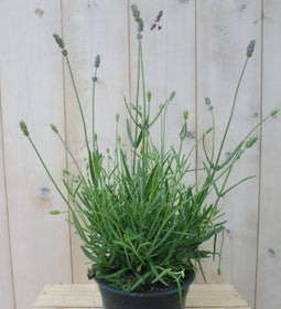 Warentuin Natuurlijk - Lavendel