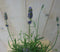 Warentuin Natuurlijk - Lavendel