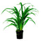 Aquadistri - Ap-chlorophytum bichettii 5 cmpot