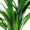 Aquadistri - Ap-chlorophytum bichettii 5 cmpot