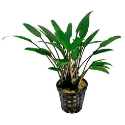 Aquadistri - Ap-cryptocoryne nevelli 5 cm pot
