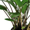 Aquadistri - Ap-cryptocoryne nevelli 5 cm pot