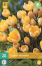 JUB - Crocus Romance