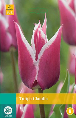 JUB - Tulipa Claudia, 8 bloembollen