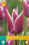 JUB - Tulipa Claudia, 8 bloembollen