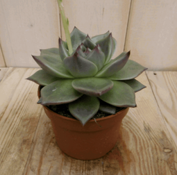 Warentuin Natuurlijk - Kamerplant Echerveria Sirius