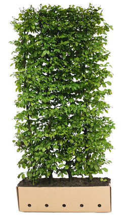 Quickhedge - Carpinus betulus