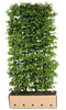 Quickhedge - Carpinus betulus