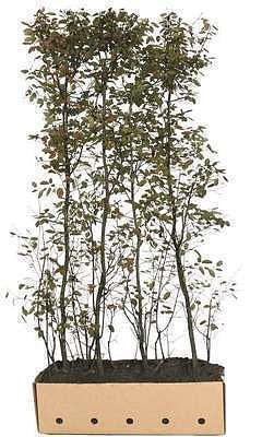 Quickhedge - Amelanchier lamarckii