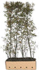 Quickhedge - Amelanchier lamarckii