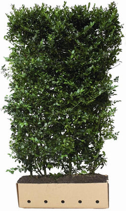Quickhedge - Ilex meserveae Blue Maid hoogte 150