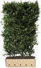 Quickhedge - Ilex meserveae Blue Maid hoogte 150