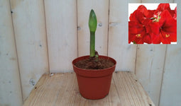 Warentuin Natuurlijk - Amaryllis 1 steel rood