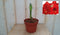 Warentuin Natuurlijk - Amaryllis 1 steel rood