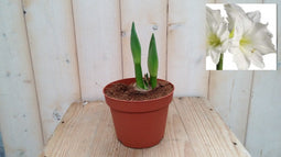 Warentuin Natuurlijk - Amaryllis 2 stelen wit