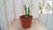 Warentuin Natuurlijk - Amaryllis 2 stelen wit