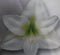 Warentuin Natuurlijk - Amaryllis 2 stelen wit