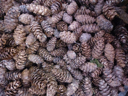 Warentuin Natuurlijk - Kleine dennenappels 1 schep