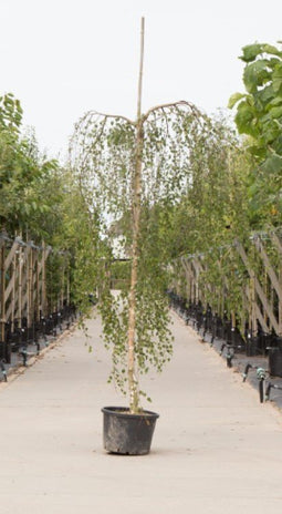 Warentuin Natuurlijk - 2 stuks! Prieelberk Betula pendula Youngii h 150 cm st. omtrek 6 cm st. h...