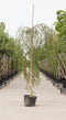Warentuin Natuurlijk - 2 stuks! Prieelberk Betula pendula Youngii h 150 cm st. omtrek 6 cm st. h...