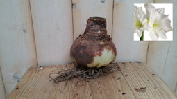 2 stuks - Warentuin Natuurlijk - Amaryllisbol wit