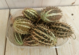 Warentuin Natuurlijk - Decoratievruchten