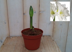 Warentuin Natuurlijk - Amaryllis 1 steel wit
