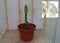 Warentuin Natuurlijk - Amaryllis 1 steel wit