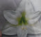 Warentuin Natuurlijk - Amaryllis 1 steel wit