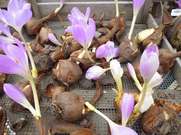 Warentuin Natuurlijk - Bollen Herfststijloos