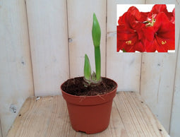 Warentuin Natuurlijk - Amaryllis 2 stelen rood