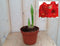 Warentuin Natuurlijk - Amaryllis 2 stelen rood