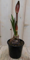 Warentuin Natuurlijk - Amaryllis 2 stelen rood