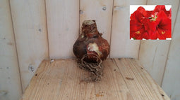 2 stuks - Warentuin Natuurlijk - Amaryllisbol rood
