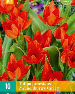 JUB - Tulipa pr. zwanenburg variety