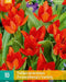 JUB - Tulipa pr. zwanenburg variety