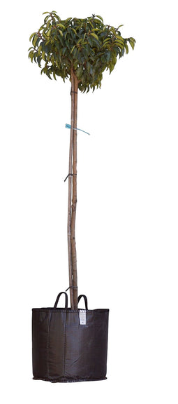 Warentuin Natuurlijk - 2 stuks! Portugese laurier bolvorm Prunus lusitanica h 150 cm st. omtrek 5...