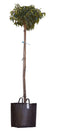 Warentuin Natuurlijk - 2 stuks! Portugese laurier bolvorm Prunus lusitanica h 150 cm st. omtrek 5...